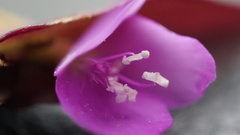 Tradescantia zebrina zebrina