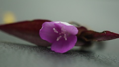 Tradescantia zebrina zebrina
