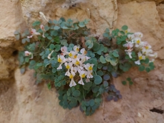 Sarcocapnos enneaphylla