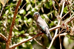 Turtur chalcospilos