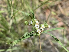 Euphorbia florida