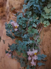 Sarcocapnos enneaphylla