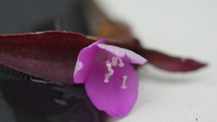 Tradescantia zebrina zebrina