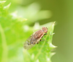 Heleomyzidae