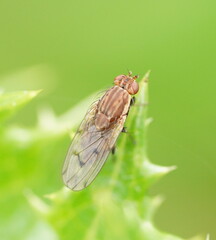 Heleomyzidae
