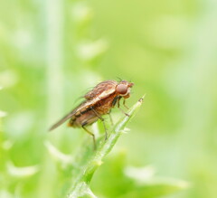 Heleomyzidae