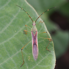 Leptocorisa