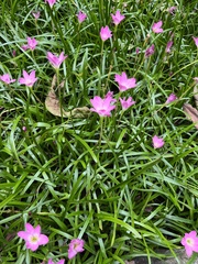 Zephyranthes rosea