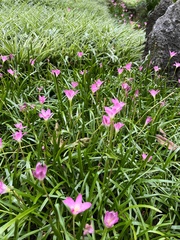 Zephyranthes rosea