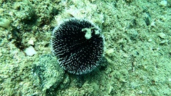 Sphaerechinus granularis