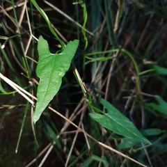 Calystegia marginata