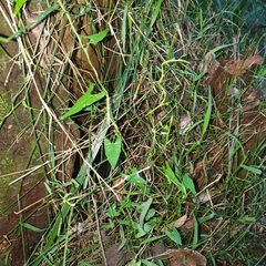 Calystegia marginata