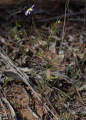 Brachyscome iberidifolia