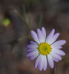 Brachyscome iberidifolia