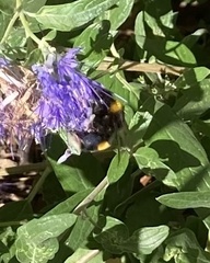 Bombus terrestris