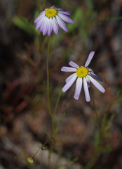 Brachyscome iberidifolia