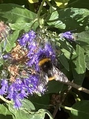 Bombus terrestris