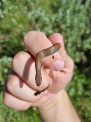 Duberria lutrix