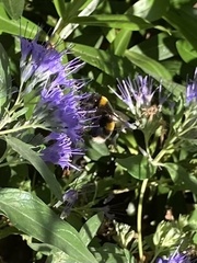 Bombus terrestris