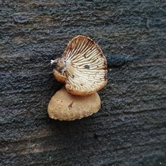 Deconica horizontalis