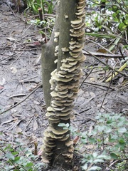 Trametes