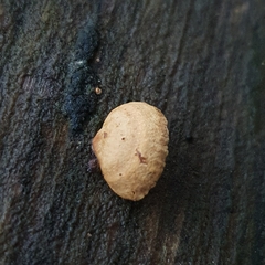 Deconica horizontalis