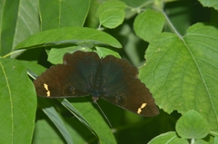 Erebus hieroglyphica