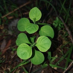 Salpichroa origanifolia