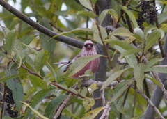 Carpodacus sibiricus