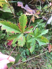 Potentilla simplex