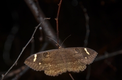 Erebus hieroglyphica