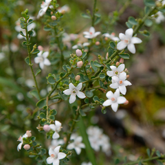 Philotheca verrucosa