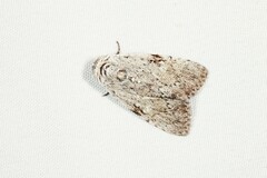 Barasa cymatistis