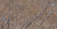 Cyanistes cyanus