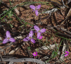Thysanotus manglesianus