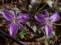 Thysanotus manglesianus