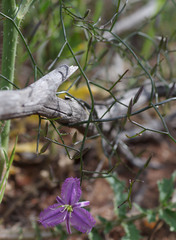 Thysanotus manglesianus