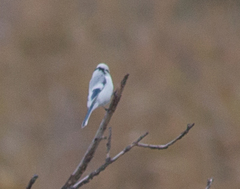 Cyanistes cyanus