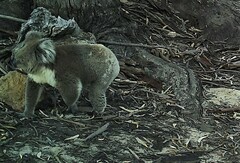 Phascolarctos cinereus victor