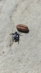 Mausoleopsis amabilis