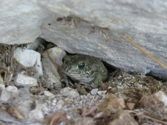 Bufotes viridis sitibundus