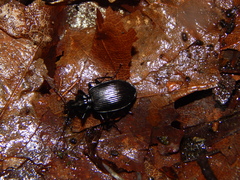 Carabidae
