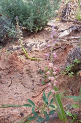 Lachenalia mutabilis