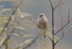 Carpodacus sibiricus