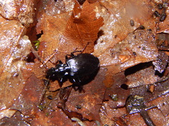 Carabidae