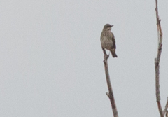Turdus atrogularis