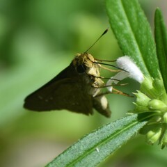 Pelopidas mathias