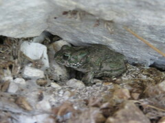 Bufotes viridis sitibundus