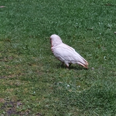 Cacatua tenuirostris