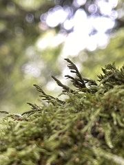 Cryphaea heteromalla